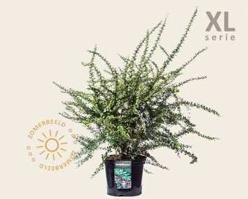 Berberis thunbergii - XL image