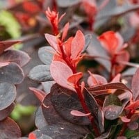 Berberis