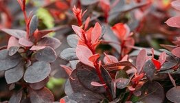 Berberis image