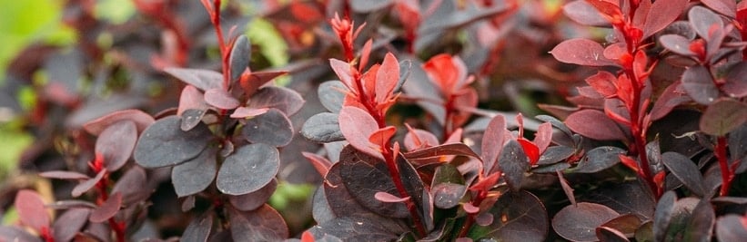 Berberis image
