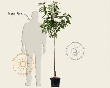 Prunus avium 'Mierlose Zwarte' - halfstam image