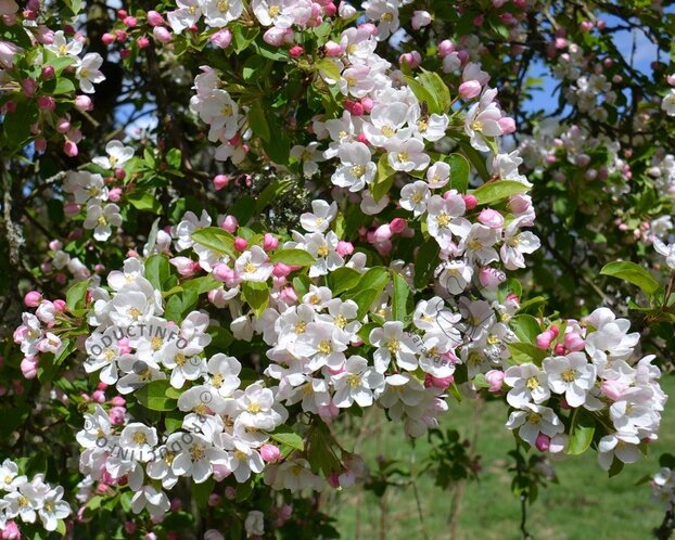 Malus 'Red Sentinel' - meerstammig