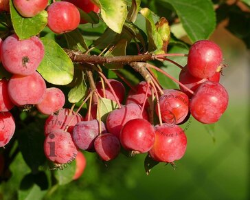 Malus 'Red Sentinel' - meerstammig