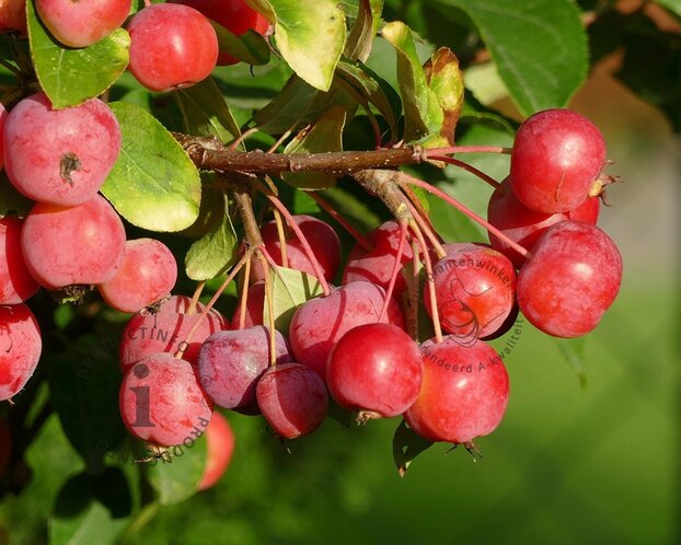 Malus 'Red Sentinel' - meerstammig