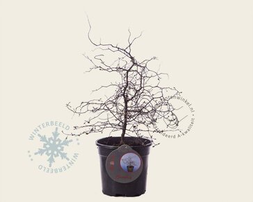 Corokia cotoneaster