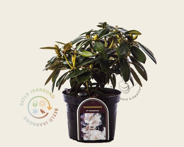 Rhododendron yakushimanum 'Schneekrone'