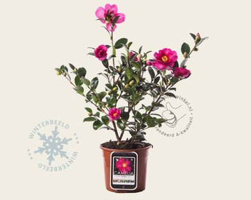 Camellia sasanqua 'Kanjiro'