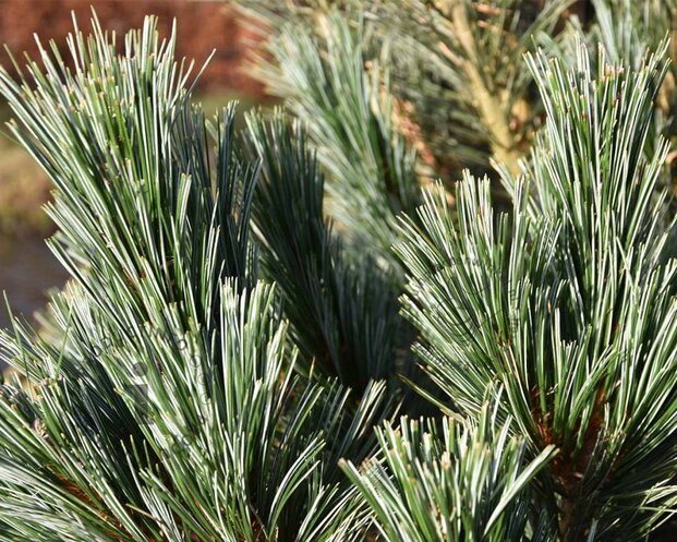 Pinus flexilis 'Vanderwolf's Pyramid' 150/175 - Excellent