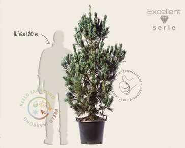 Pinus flexilis 'Vanderwolf's Pyramid' 150/175 - Excellent