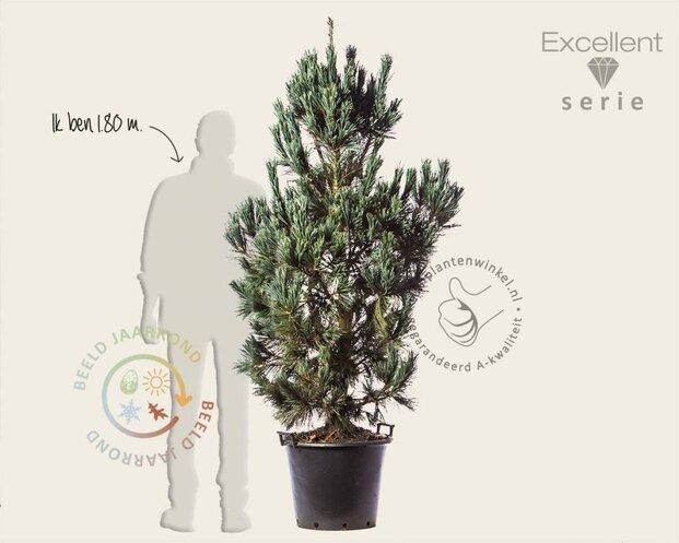 Pinus flexilis 'Vanderwolf's Pyramid' 150/175 - Excellent