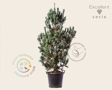Pinus flexilis 'Vanderwolf's Pyramid' 150/175 - Excellent image