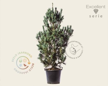 Pinus flexilis 'Vanderwolf's Pyramid' 150/175 - Excellent
