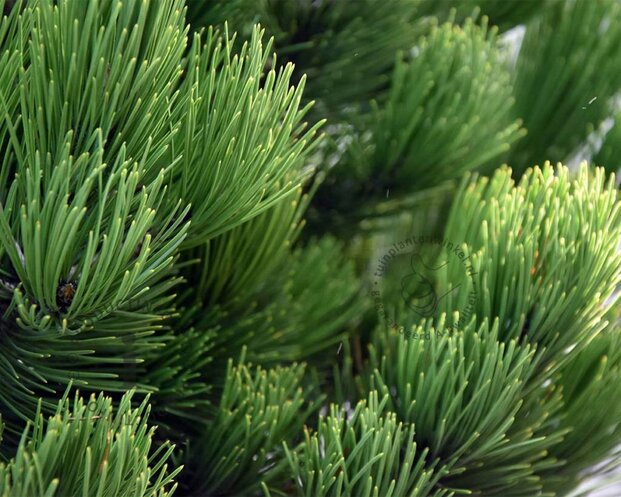 Pinus heldreichii 'Compact Gem' 60/80 - Excellent