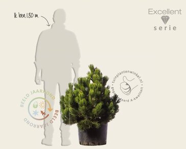 Pinus heldreichii 'Compact Gem' 60/80 - Excellent