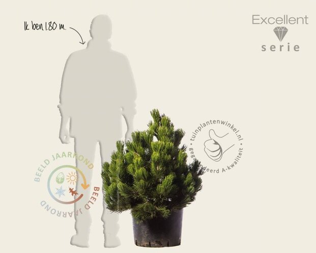 Pinus heldreichii 'Compact Gem' 60/80 - Excellent