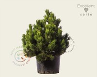 Pinus heldreichii 'Compact Gem' 060/080 - Excellent