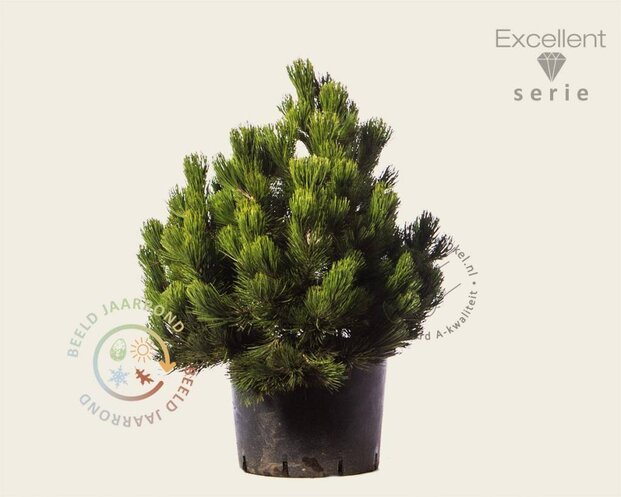 Pinus heldreichii 'Compact Gem' 60/80 - Excellent