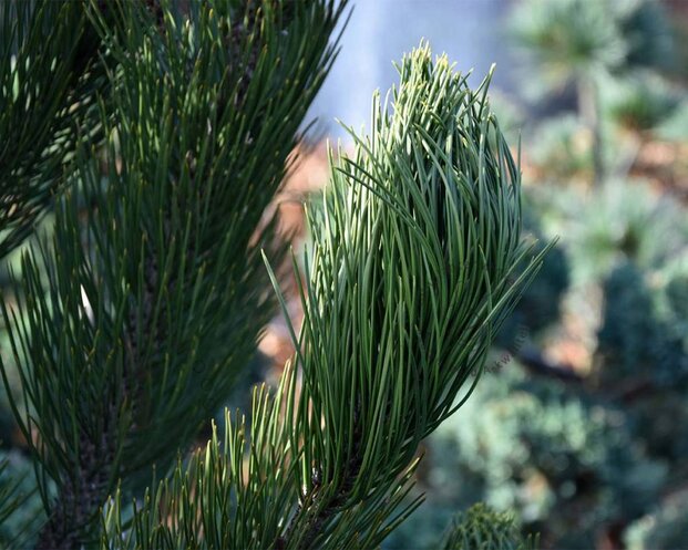 Pinus heldreichii 'Satellit' 150/175 - Excellent