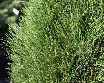 Pinus nigra 'Green Tower' 100/125 - Excellent