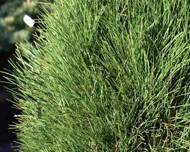 Pinus nigra 'Green Tower' 100/125 - Excellent