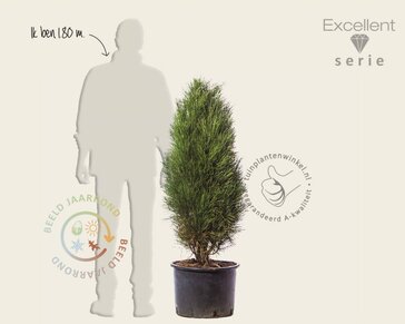 Pinus nigra 'Green Tower' 100/125 - Excellent