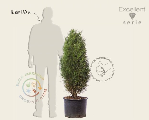 Pinus nigra 'Green Tower' 100/125 - Excellent