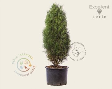 Pinus nigra 'Green Tower' 100/125 - Excellent