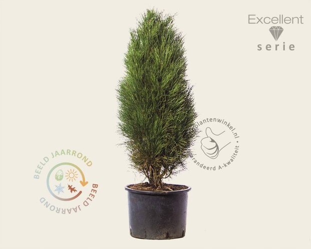 Pinus nigra 'Green Tower' 100/125 - Excellent