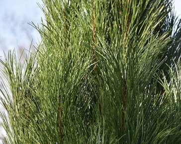 Pinus nigra 'Molette' 200/250 - Excellent