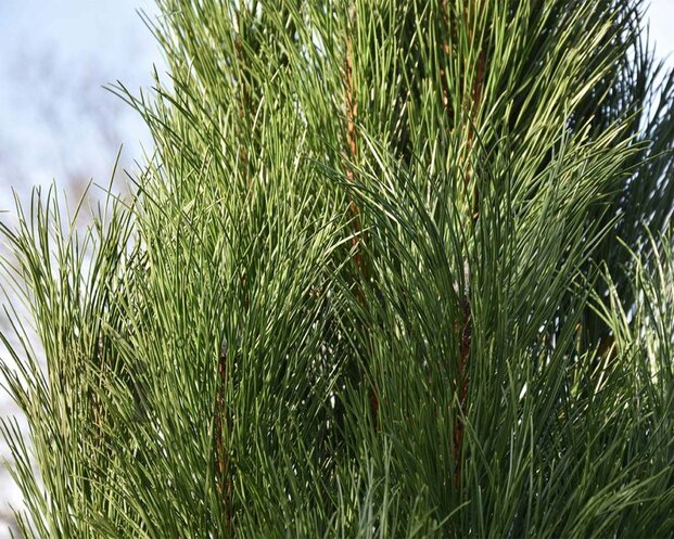 Pinus nigra 'Molette' 200/250 - Excellent