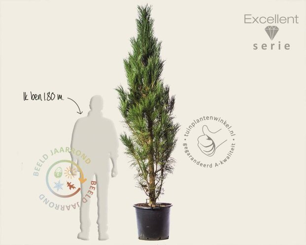 Pinus nigra 'Molette' 200/250 - Excellent