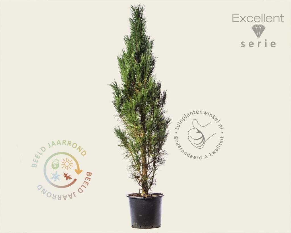 Pinus nigra 'Molette' 200/250 - Excellent