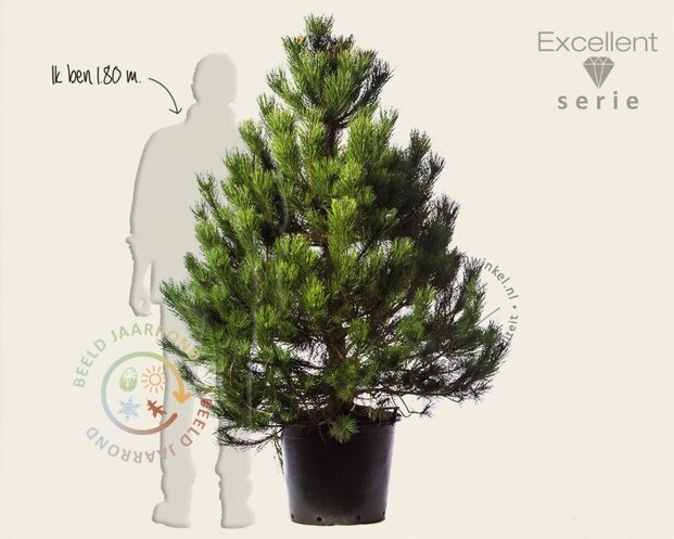 Pinus nigra subsp. nigra 125/150 - Excellent