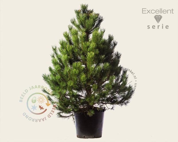 Pinus nigra subsp. nigra 125/150 - Excellent