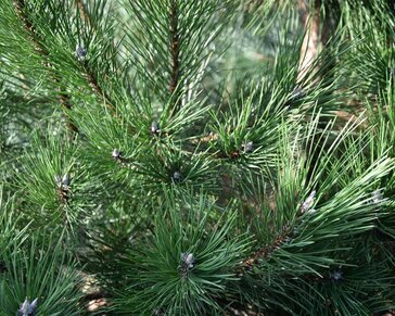 Pinus nigra subsp. nigra 175/200 - Excellent