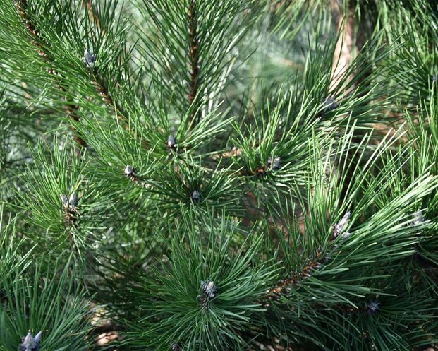 Pinus nigra subsp. nigra 175/200 - Excellent