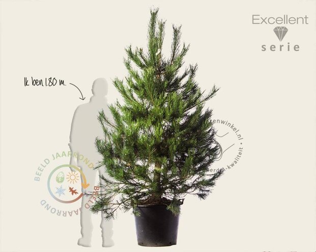 Pinus nigra subsp. nigra 175/200 - Excellent