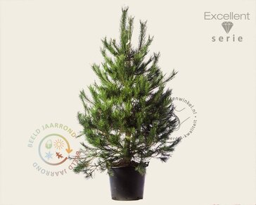 Pinus nigra subsp. nigra 175/200 - Excellent