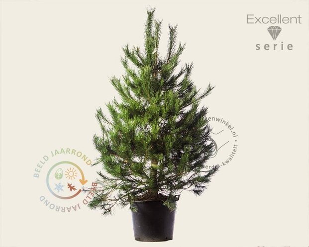 Pinus nigra subsp. nigra 175/200 - Excellent