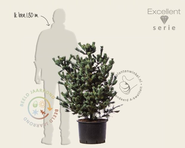 Pinus parviflora 'Negishi' 80/100 - Excellent