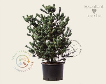 Pinus parviflora 'Negishi' 80/100 - Excellent