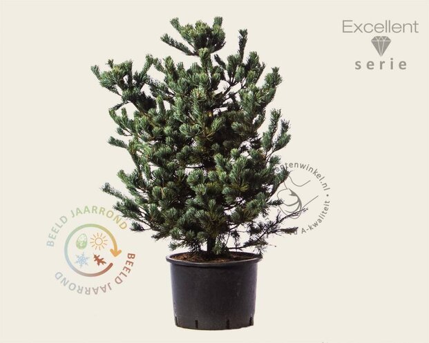 Pinus parviflora 'Negishi' 80/100 - Excellent