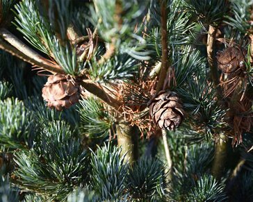 Pinus parviflora 'Ryu-ju' 125/150 - Excellent
