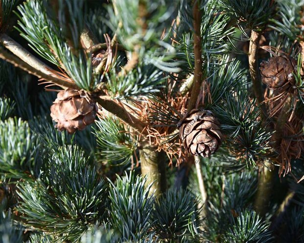 Pinus parviflora 'Ryu-ju' 125/150 - Excellent