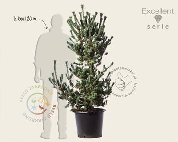 Pinus parviflora 'Ryu-ju' 125/150 - Excellent