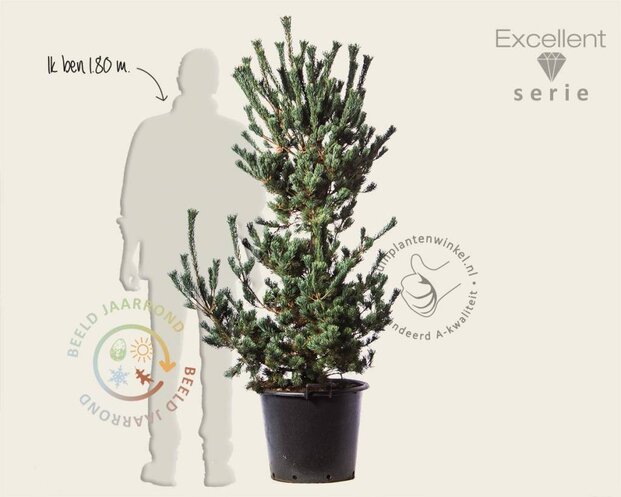 Pinus parviflora 'Ryu-ju' 125/150 - Excellent