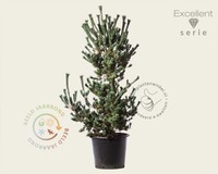 Pinus parviflora 'Ryu-ju' 125/150 - Excellent