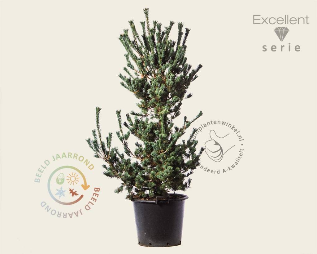 Pinus Parviflora Ryu Ju 125 150 Excellent Japanse Witte Den Vertrouwd Online Kopen