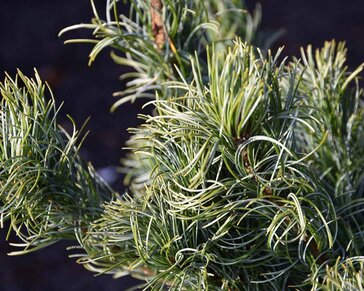 Pinus parviflora 'Schoon's Bonsai' 80/100 - Excellent