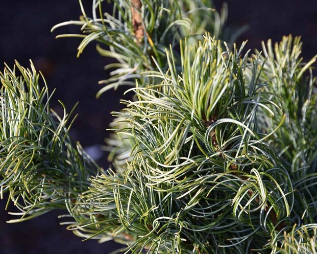 Pinus parviflora 'Schoon's Bonsai' 80/100 - Excellent